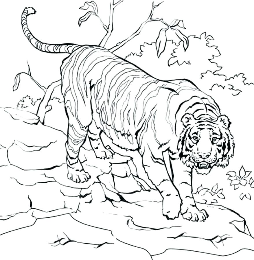 Новогодние раскраски 2022  тигр