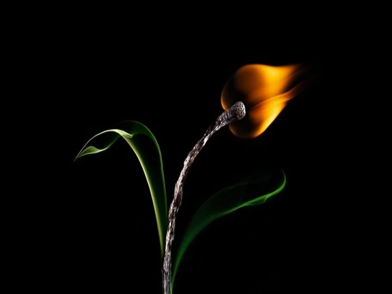 огненный цветок