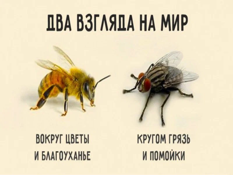 пчела и муха