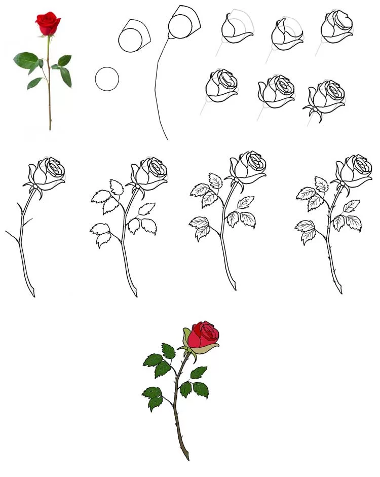рисуем розу поэтапно